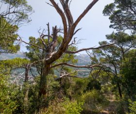 Dead tree in green jungle Stock Photo