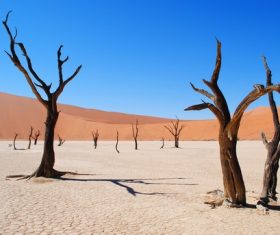 Dead trees in the desert Stock Photo