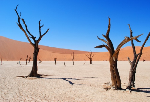 Dead trees in the desert Stock Photo