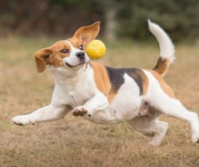 Dog chasing the ball Stock Photo 01