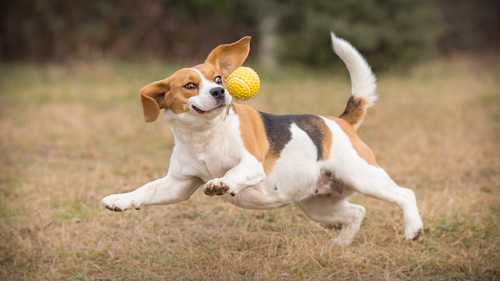 Dog chasing the ball Stock Photo 01