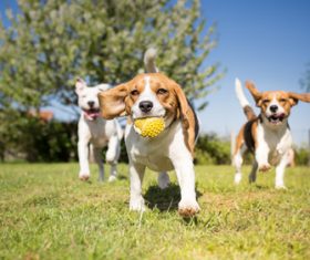 Dog chasing the ball Stock Photo 02