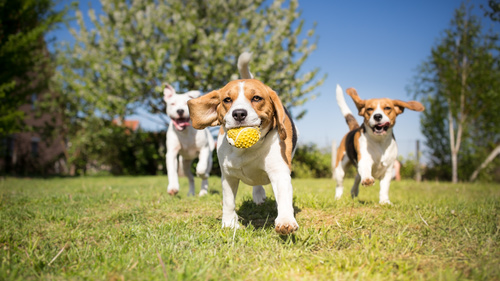 Dog chasing the ball Stock Photo 02