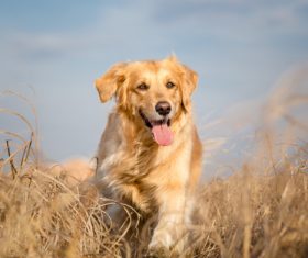 Dog running in weeds Stock Photo