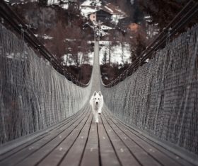 Dog running on suspension bridge Stock Photo