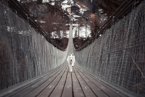 Dog running on suspension bridge Stock Photo