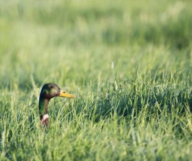 Ducks on green grass Stock Photo