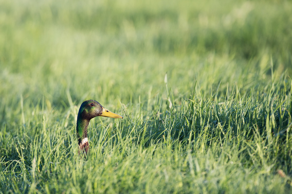 Ducks on green grass Stock Photo