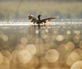 Ducks swimming in the lake Stock Photo