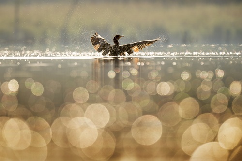 Ducks swimming in the lake Stock Photo