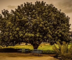 Empty benches under big luxuriant leaves tree Stock Photo
