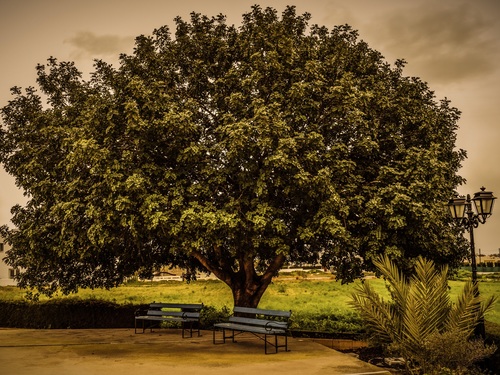 Empty benches under big luxuriant leaves tree Stock Photo
