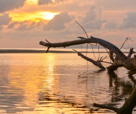 Falling dead tree in the lake Stock Photo