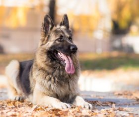 Ferocious hound Stock Photo