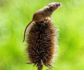 Field mouse standing on the plant Stock Photo