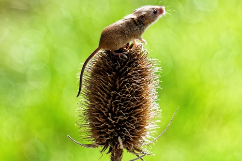 Field mouse standing on the plant Stock Photo