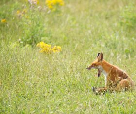 Fox cub sitting on the grass Stock Photo