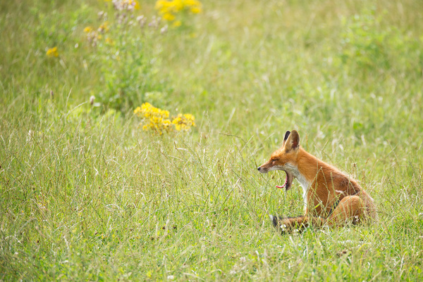Fox cub sitting on the grass Stock Photo