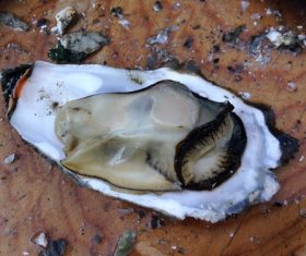 Fresh oysters Stock Photo 01