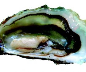 Fresh oysters Stock Photo 02