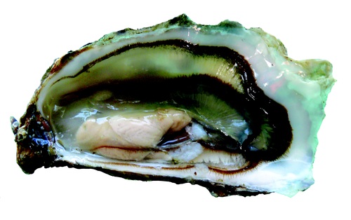 Fresh oysters Stock Photo 02