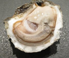 Fresh oysters Stock Photo 03