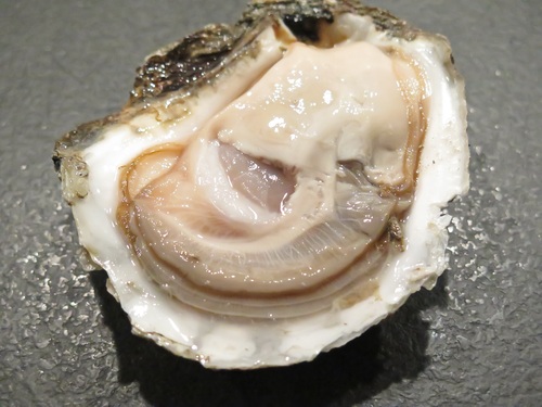 Fresh oysters Stock Photo 03