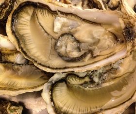 Fresh oysters Stock Photo 05