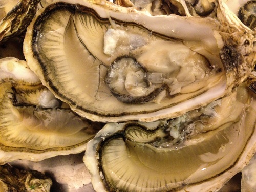 Fresh oysters Stock Photo 05