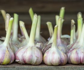 Garlic on the table Stock Photo