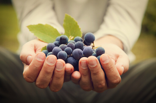 Hand holding fresh grapes Stock Photo
