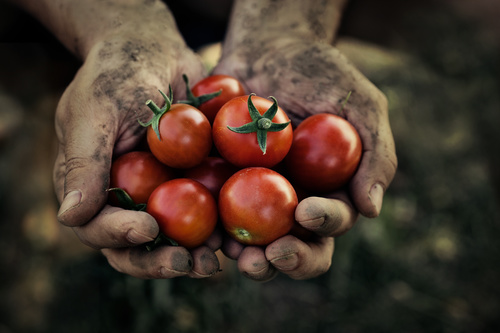 Hand holding fresh tomato Stock Photo