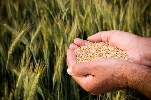 Hand holding wheat Stock Photo