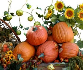 Harvest pumpkins and sunflowers Stock Photo