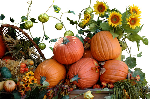 Harvest pumpkins and sunflowers Stock Photo