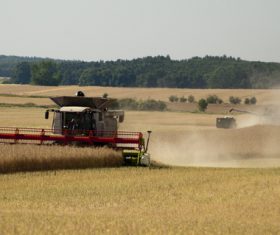 Harvest wheat Stock Photo 02