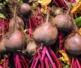 Harvested radish Stock Photo