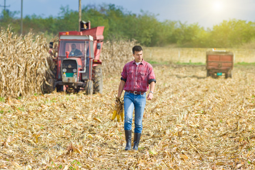 Harvesting corn Stock Photo