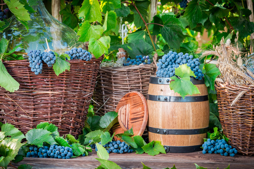 Harvesting grapes Stock Photo