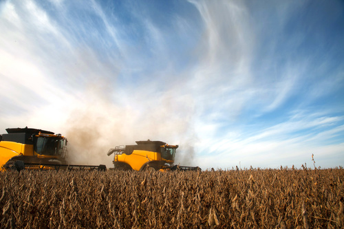 Harvesting soybeans Stock Photo