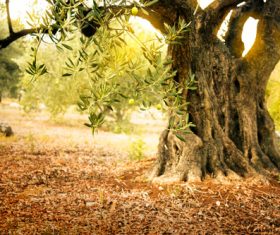 Hollowed tree root Stock Photo 04