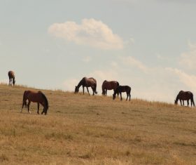 Horses grazing on pasture meadow Stock Photo