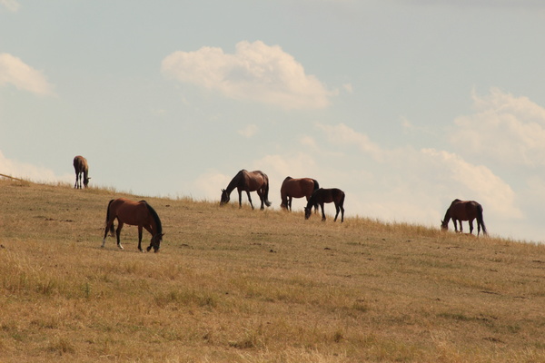 Horses grazing on pasture meadow Stock Photo