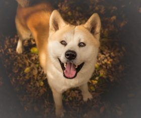 Lovely Akita dog Stock Photo