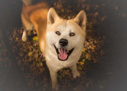 Lovely Akita dog Stock Photo