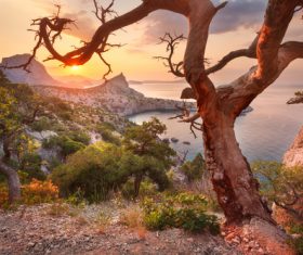 Old tree in the mountains Stock Photo