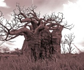 Old tree root in nature Stock Photo