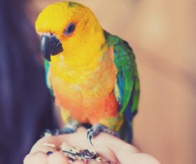 Parrot on the palm Stock Photo