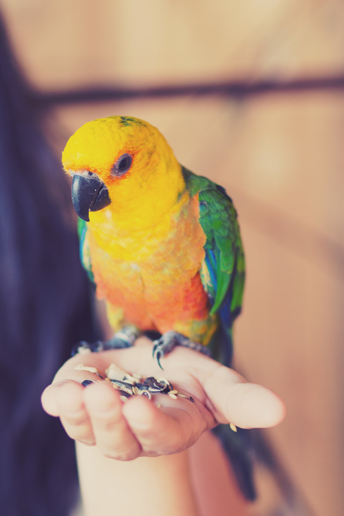 Parrot on the palm Stock Photo