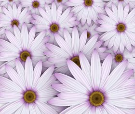 Pink chrysanthemum background vectors 01